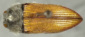 Media type: image;   Entomology 24403 Aspect: habitus dorsal view